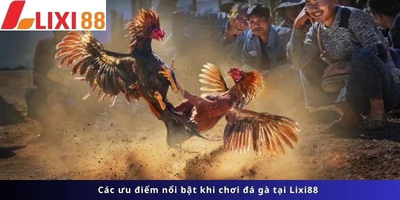 Đá Gà 5 Các ưu điểm nổi bật
