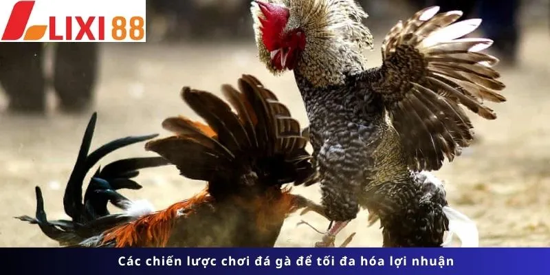 Đá Gà 6 Chiến lược chơi để tối đa hóa lợi nhuận