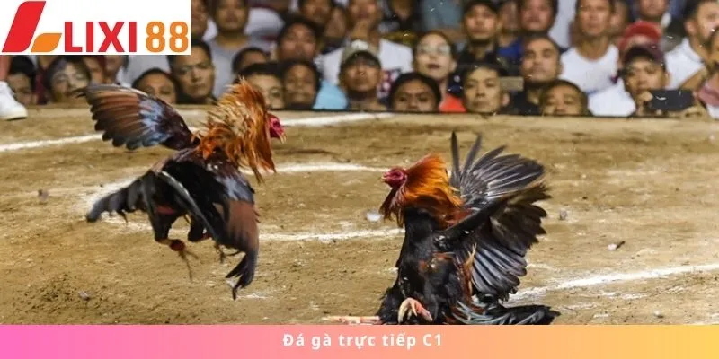 đá gà trực tiếp C1