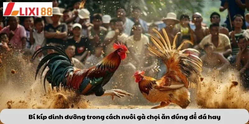 Kèo Phạt Đền 7 Bí kíp dinh dưỡng trong cách nuôi gà chọi – ăn đúng để đá hay