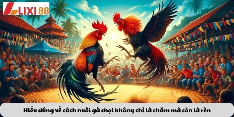 Kèo Phạt Đền 5 Hiểu đúng về cách nuôi gà chọi không chỉ là chăm mà còn là rèn