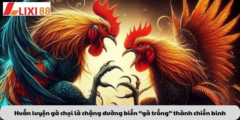 Kèo Phạt Đền 6 Huấn luyện gà chọi là chặng đường biến “gà trống” thành chiến binh
