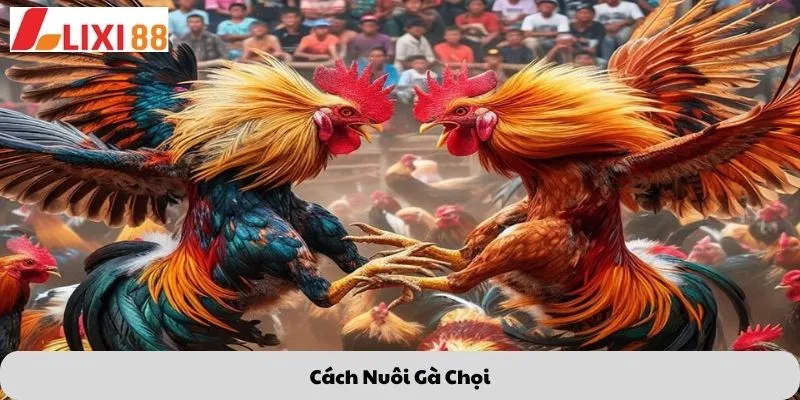 Cách nuôi gà chọi