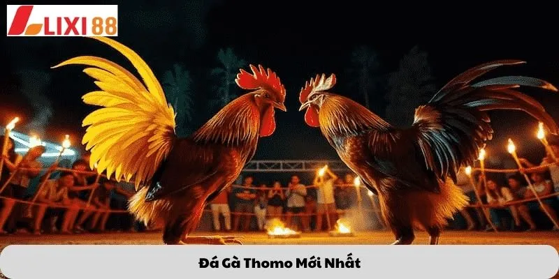 Đá gà thomo mới nhất