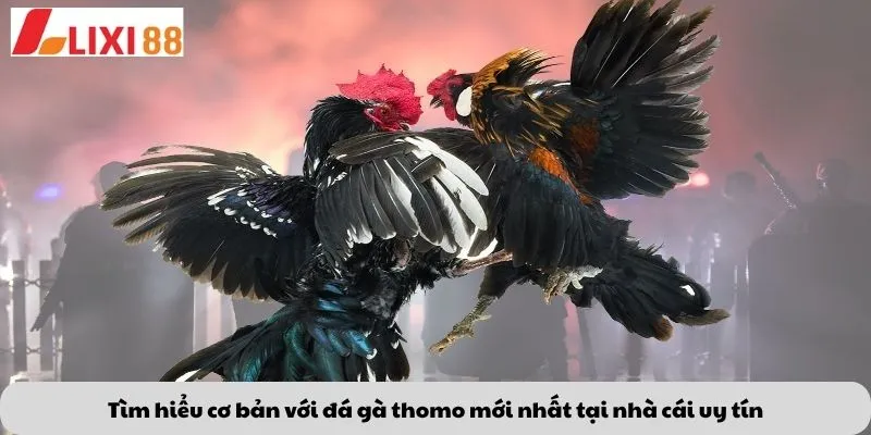 Kèo Phạt Đền 5 Tìm hiểu cơ bản với đá gà thomo mới nhất tại nhà cái uy tín