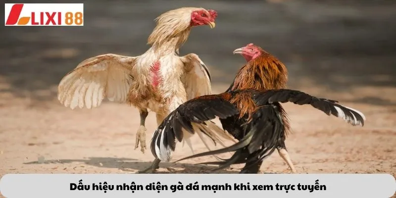 Kèo Phạt Đền 5 Dấu hiệu nhận diện gà đá mạnh khi xem trực tuyến