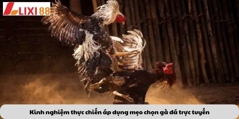 Kèo Phạt Đền 7 Kinh nghiệm thực chiến áp dụng mẹo chọn gà đá trực tuyến