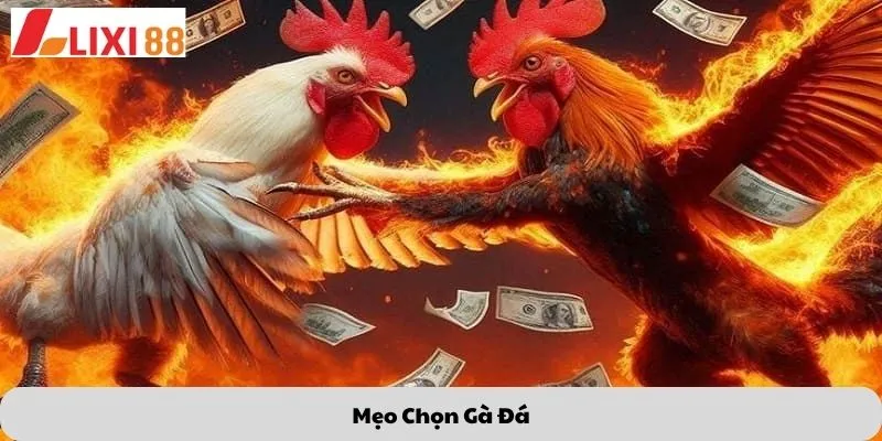 mẹo chọn gà đá